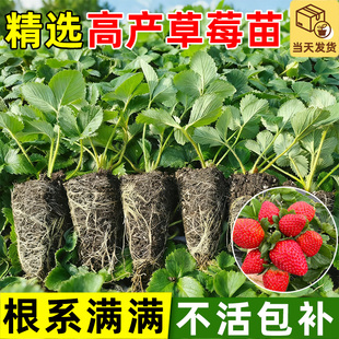 草莓苗秧奶油红颜隋株特大优质苗南北方阳台庭院露天四季 盆栽种植