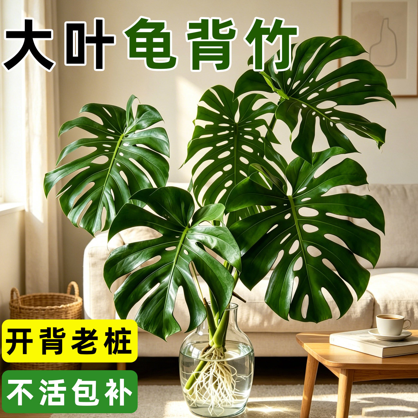 龟背竹水培老桩大叶易养室内绿植图片