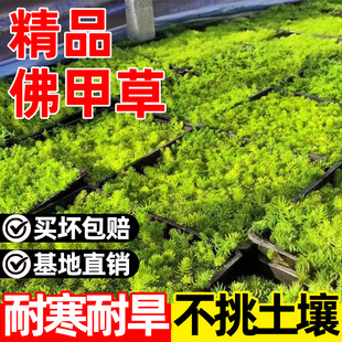 佛甲草盆栽草皮黄金万年草苗地被植物室内外庭院四季常青绿植好养