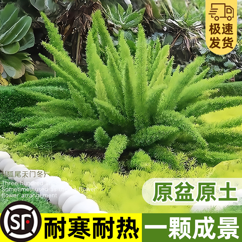 狐尾天门冬盆栽大苗阳台庭院花园地栽四季好养九尾狐耐寒花卉植物