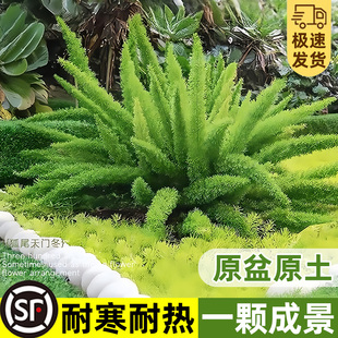 狐尾天门冬盆栽大苗阳台庭院花园地栽四季好养九尾狐耐寒花卉植物