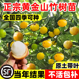 黄金山竹树苗带果嫁接水果树苗庭院盆栽地栽果苗四季种植耐寒抗旱