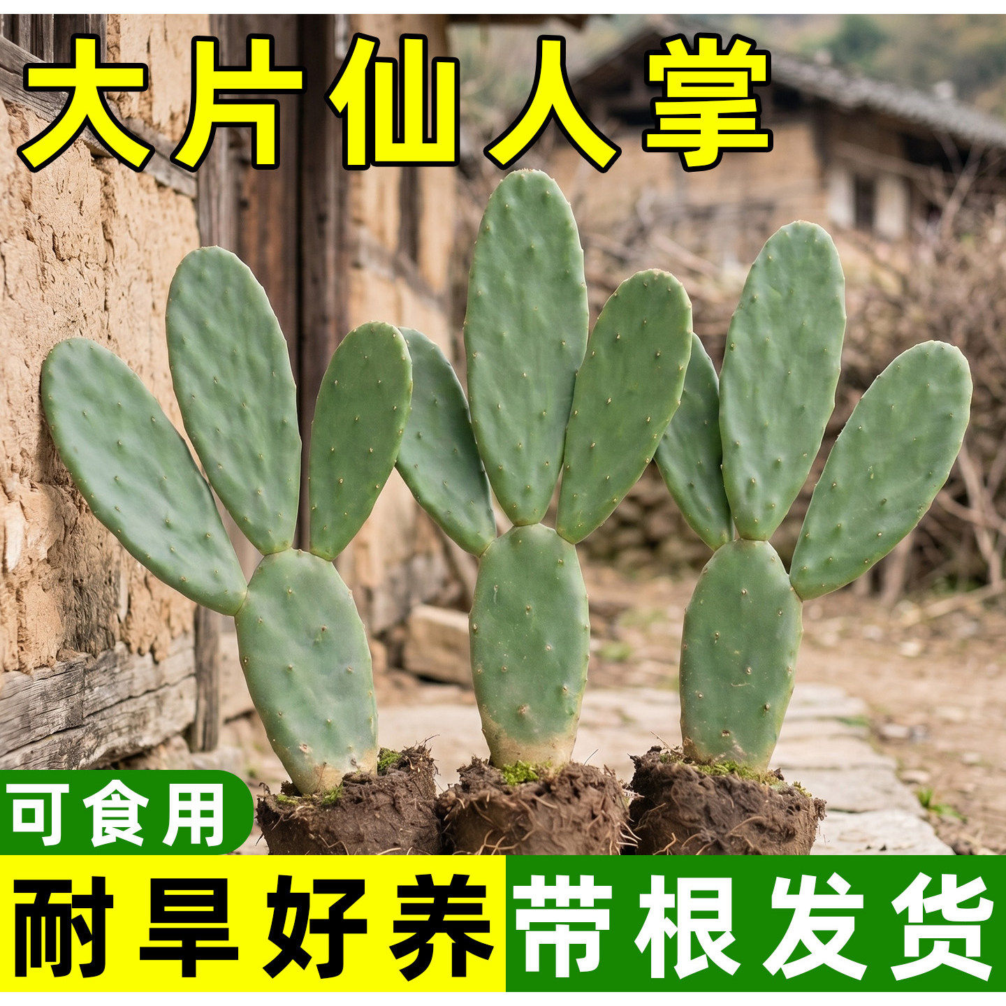 仙人掌植物盆栽米邦塔多肉植物可食用嫁接耐旱好养黄大刺绿植开花