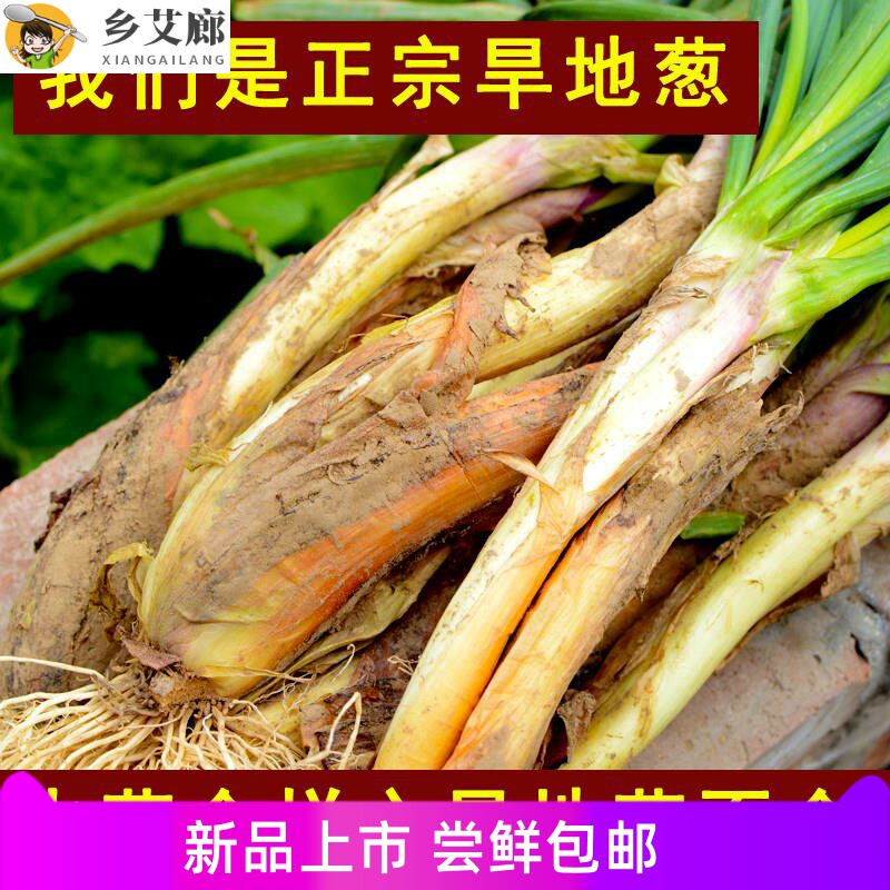 陕北2023年新红葱旱地红皮葱双头红葱炖羊肉炒菜新鲜大头葱
