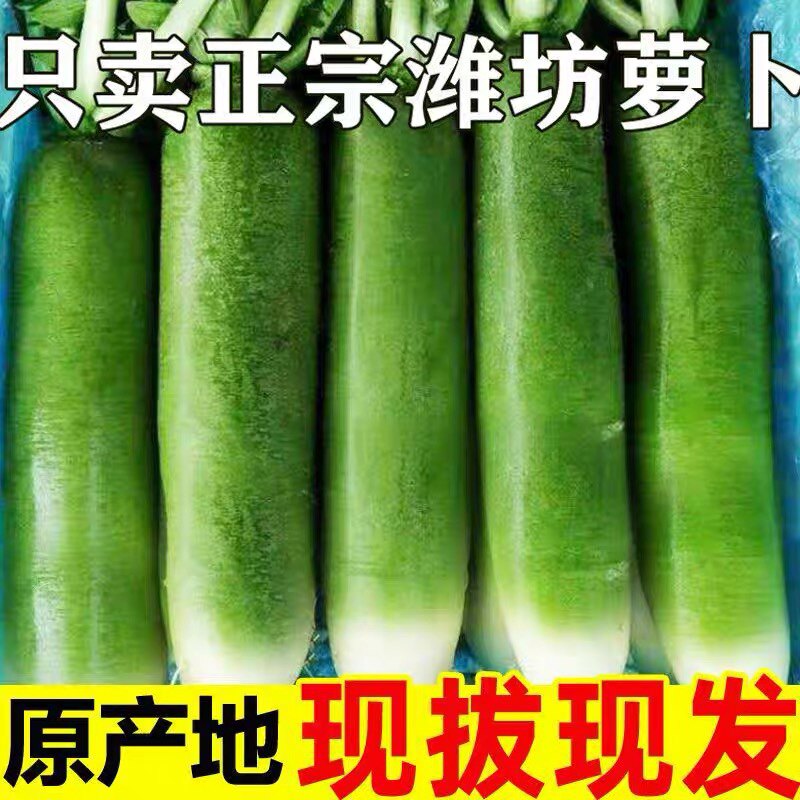 潍坊萝卜水果萝卜甜脆水果型潍县沙青10斤窝新鲜天津生吃正宗萝卜
