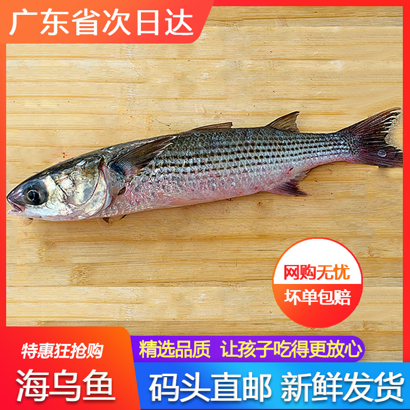 乌鱼鲜活潮汕月子鱼孕产妇营养红衫鱼石斑鱼海鲜水产一条约一斤多