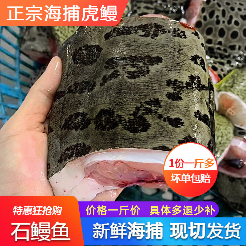 石鳗鱼新鲜鲜活海鲜水产深海海捕