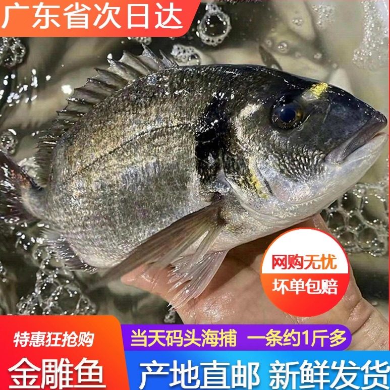 金雕鱼新鲜速冻海鲜水产刺身级别