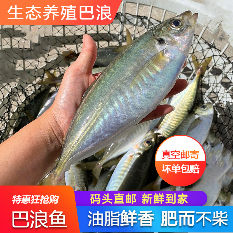 养殖巴浪鱼土豪巴郎鱼新鲜活冻东山岛一斤两条竹荚鱼海鲜水产送礼