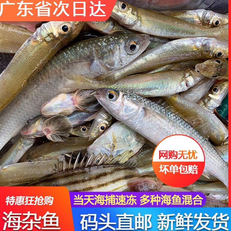 海杂鱼新鲜冷冻广东省深海鱼