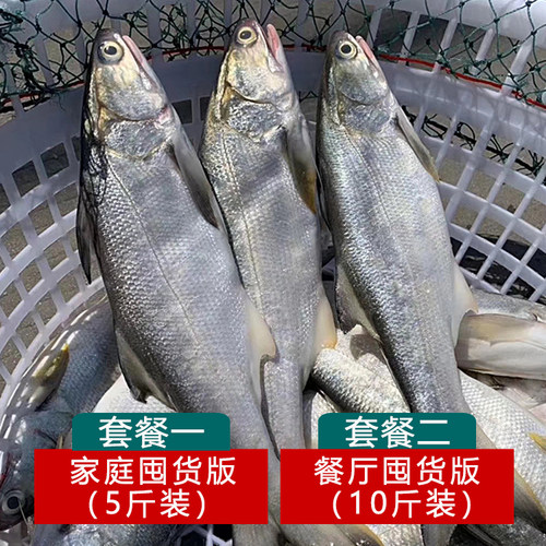 超大马友鱼新鲜冷冻海鲜一斤鲜活
