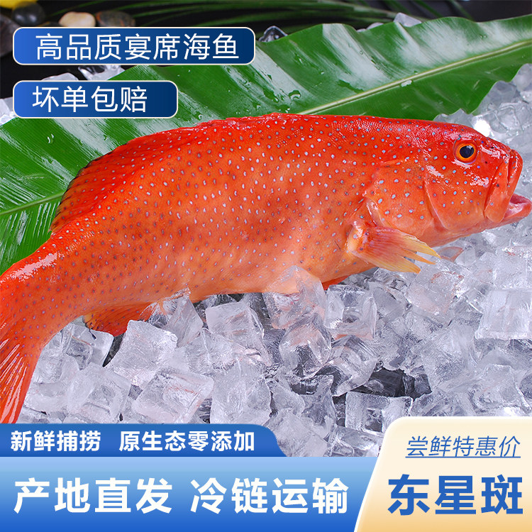 东星斑鲜活冷冻石斑鱼红斑鱼