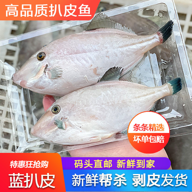 蓝尾扒皮鱼剥皮鱼耗儿鱼火锅食材