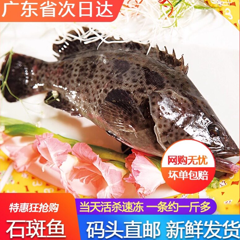 鲜活野生石斑鱼新鲜当天海捕深海冷冻海鲜水产500g龙胆珍珠斑鱼
