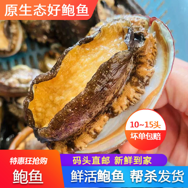 大鲍鱼新鲜活冻十多头鲍鱼花胶贝类海鲜水产冷冻小鲍鱼佛跳墙广东