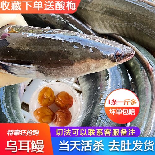 海鳗鱼鲜活蒲烧水产广东潮汕