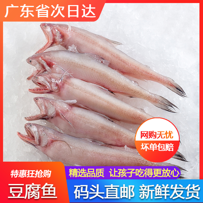 豆腐鱼新鲜活速冻火锅食材海鲜深海九肚鱼海鲜水产海捕龙头鱼广东