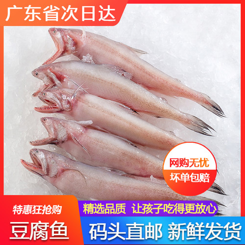 豆腐鱼新鲜活速冻火锅食材海鲜深海九肚鱼海鲜水产海捕龙头鱼广东