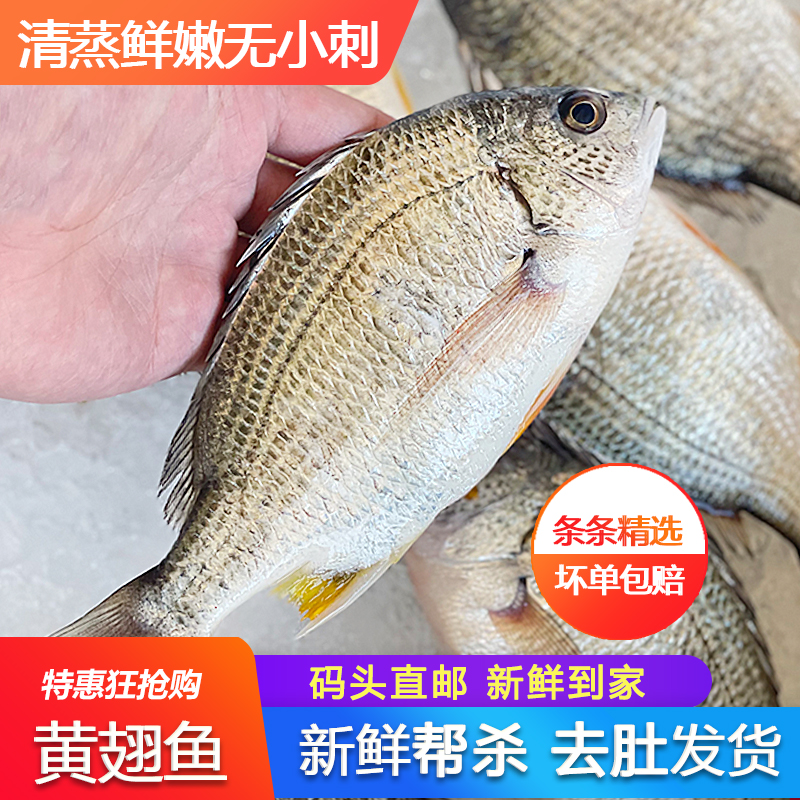 黄翅鱼新鲜鲜活海鲜速冻冰鲜海捕水产拍三份包邮黄脚立墙鱼黄立鱼