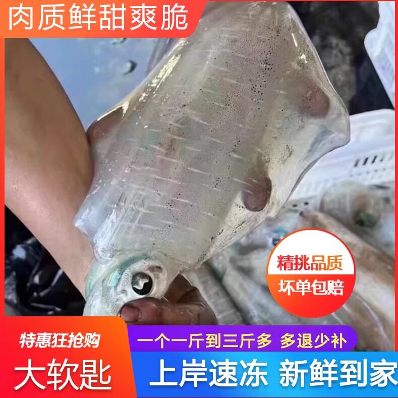 新鲜软丝鱿鱼大尾鱿鱼母刺身