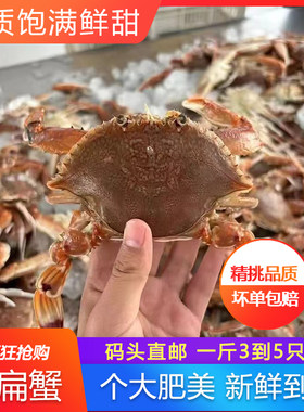 野生海鲜梭子蟹活冻大扁蟹