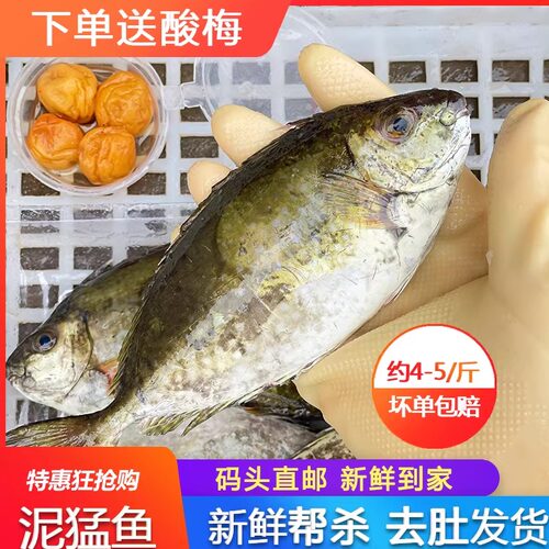 速冻海鲜水产潮汕秋叶500g泥猛鱼