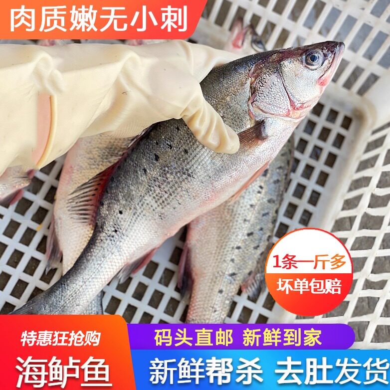 鲈鱼鲜活新鲜冰冻一份一斤多海鱼水产食用广东开背海捕酸菜鱼食材