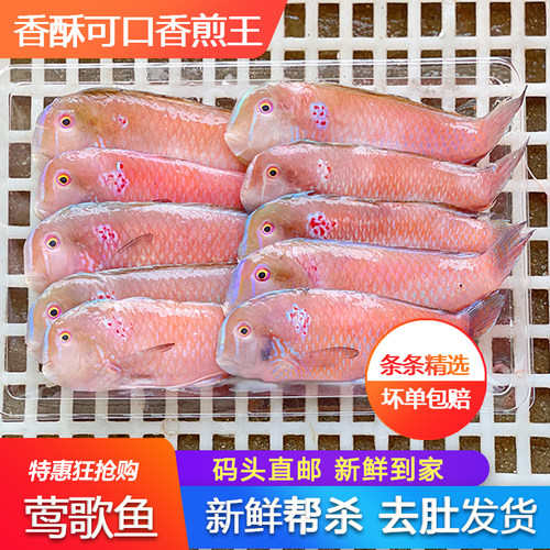 鹦歌鱼莺歌新鲜三斤包邮速冻海鱼妹仔鹦鹉鱼海鲜水产鲜活马头鱼