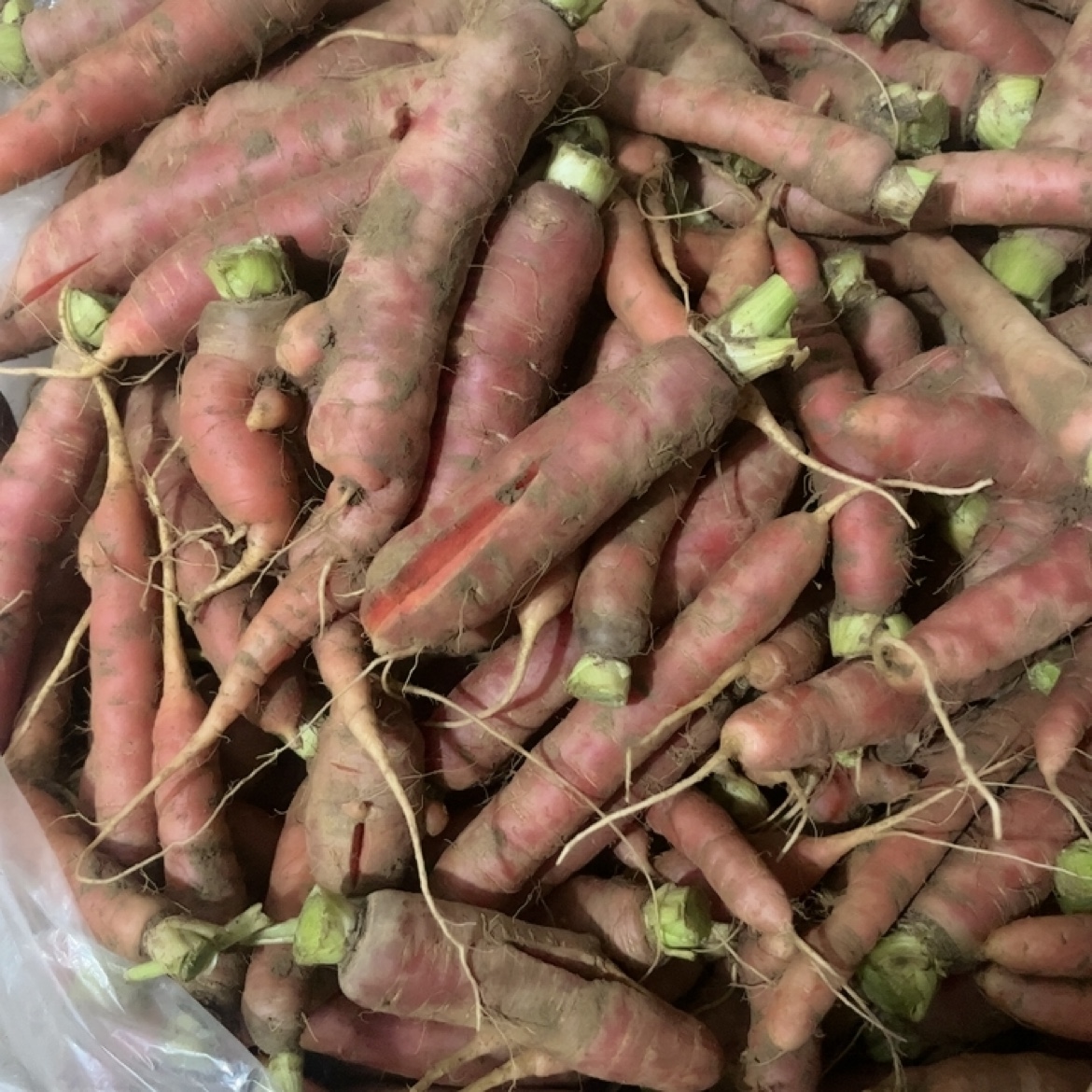 老品种霜打胡萝卜样子丑个别有裂口介意勿拍大小混装