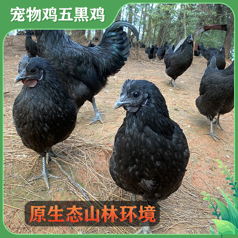 纯种乌鸡活体3斤左右正宗五黑鸡山林放养农场散养土鸡包活到家