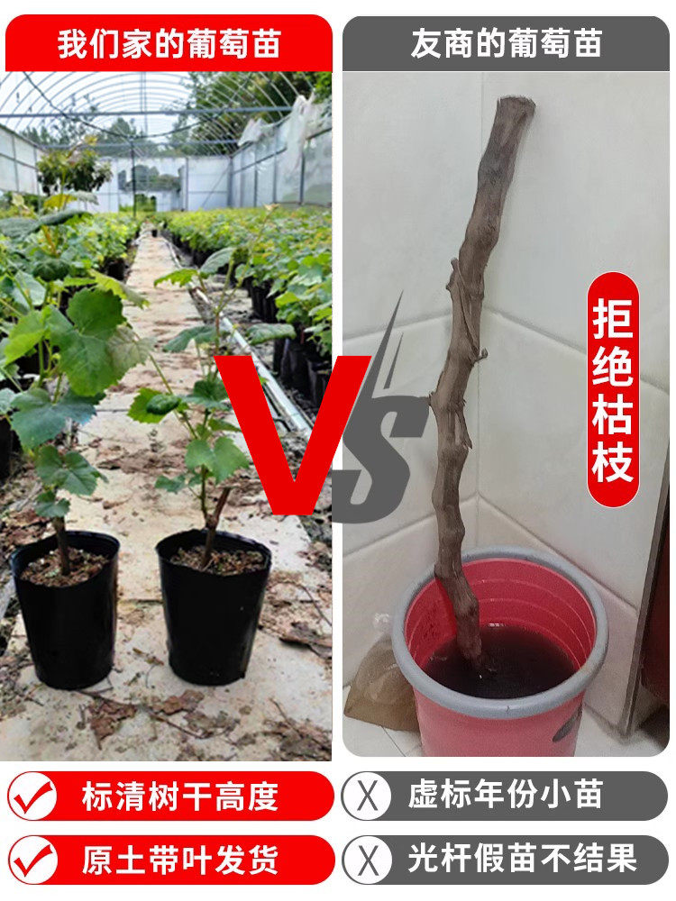 阳光玫瑰葡萄树苖盆栽巨峰葡萄苗蓝宝石无籽爬藤南方种植北方耐寒