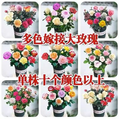 玫瑰花苗老桩月季特大植物