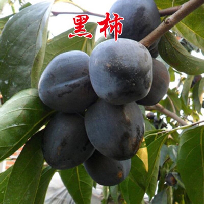 新品嫁接巧克力布丁果黑柿苗四季开花常绿庭院阳台南北种植