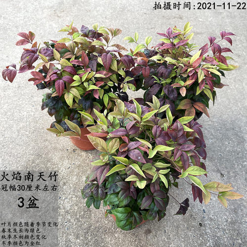 火焰南天竹盆栽花苗观叶植物盆景耐寒室外花园绿植多年生红叶