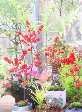 【嘉瑞】耐寒观果 北美冬青 Ilex verticillata 挂果盆栽苗