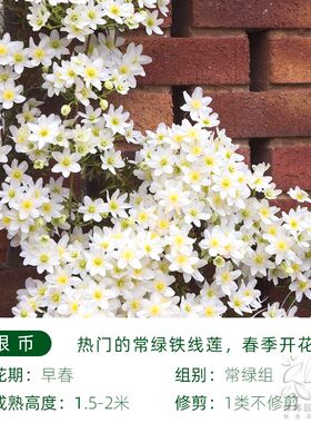 【4件9折】铁线莲乌托邦银币啤酒银币小绿爬藤盆栽花园庭院阳台
