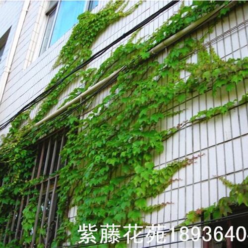 攀援植物五叶三叶地锦爬山虎苗大苗庭院爬藤秋天变红叶爬墙虎花卉