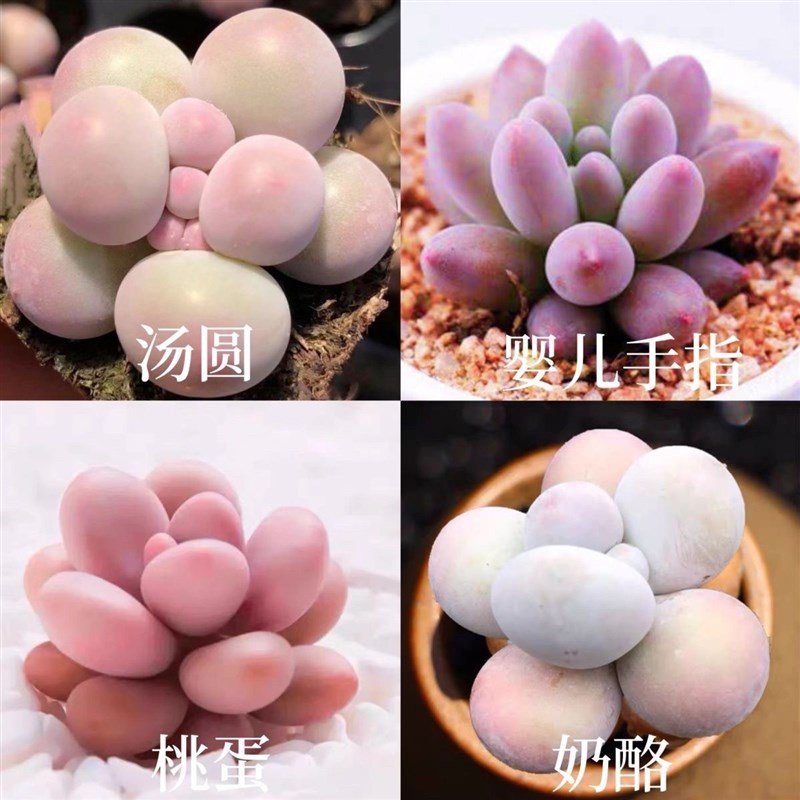 韩版汤圆手指奶酪多肉植物肉肉超萌新手桃蛋花卉糖豆迷你盆栽绿植