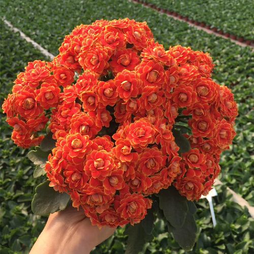 长寿花重瓣盆栽阳台花卉带花苞稀有金狐狸招桃花缤纷柠檬水果糖
