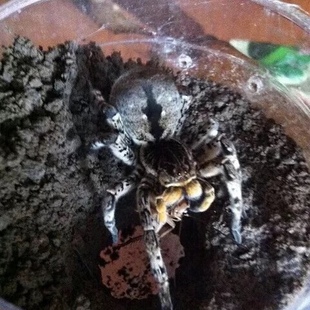 蜘蛛狼蛛中华狼蛛新疆巨型狼蛛新疆穴居狼蛛挖洞蜘蛛捕食积极