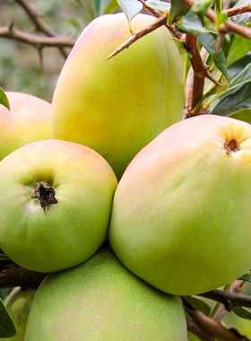 酸木瓜包邮云南新鲜临沧特产水果孕妇泡酒红花青黄青木瓜生吃