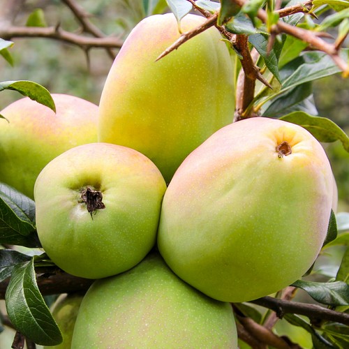 新鲜包邮临沧特产野生泡酒酸木瓜
