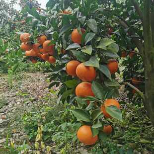 云南高原沃柑当季新鲜水果农家9斤整箱特甜柑橘子现摘现发包邮