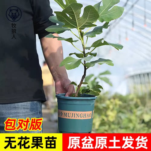 【牧狼人】盆栽无花果品种对版