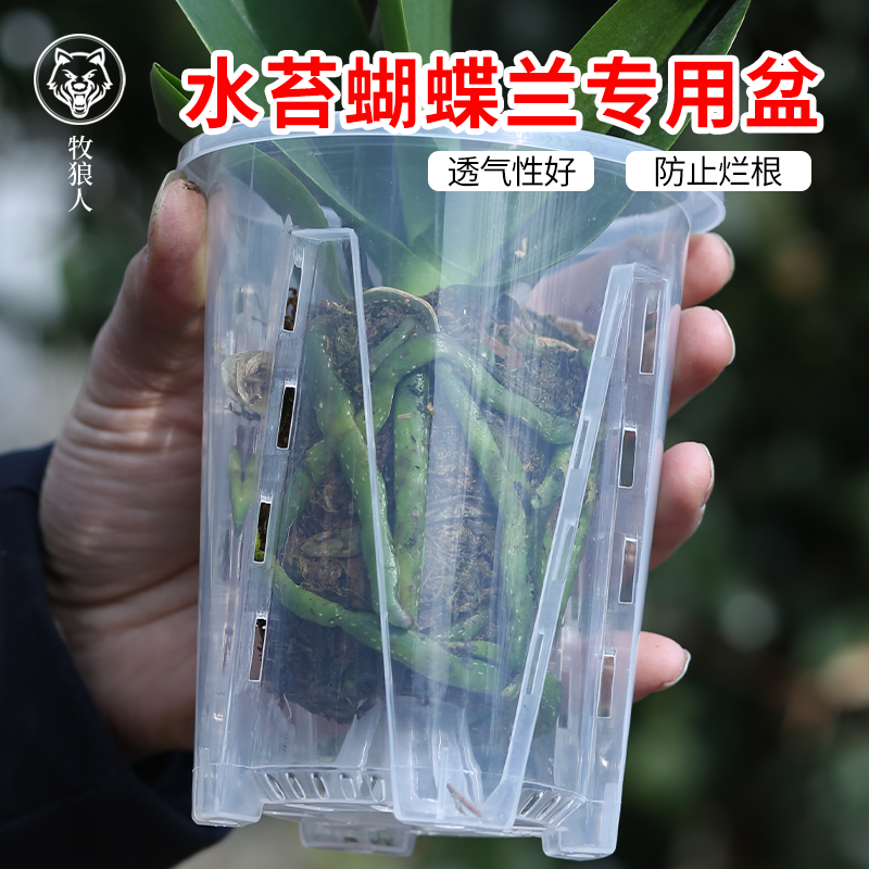 超透明简约风格蝴蝶兰专用花盆