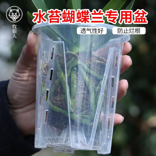超透明简约风格蝴蝶兰专用花盆