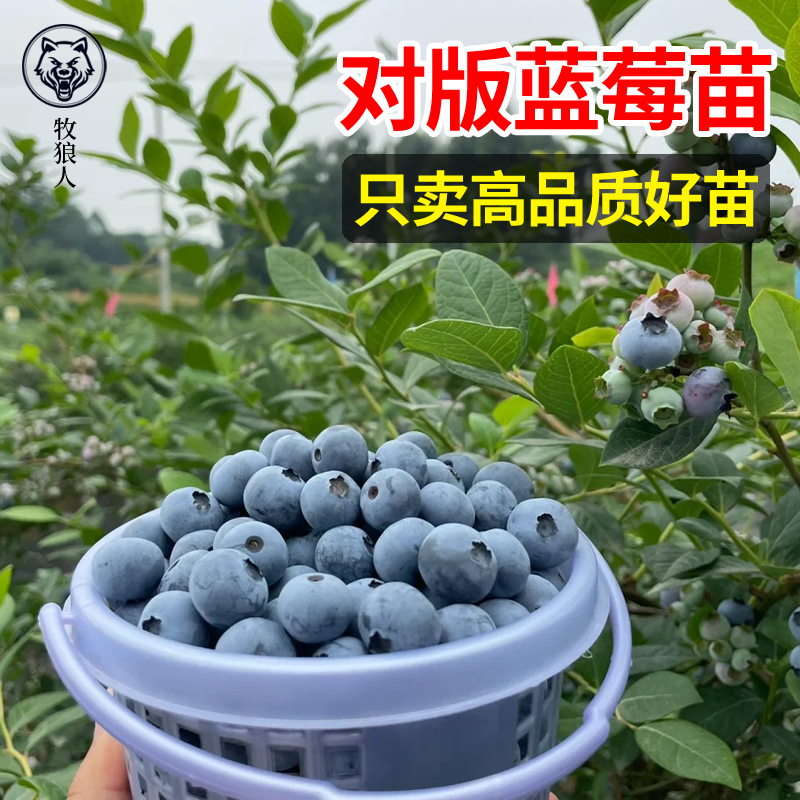 牧狼人蓝莓树果苗盆栽蓝梅苗带大果南北方庭院绿宝石天后莱格西