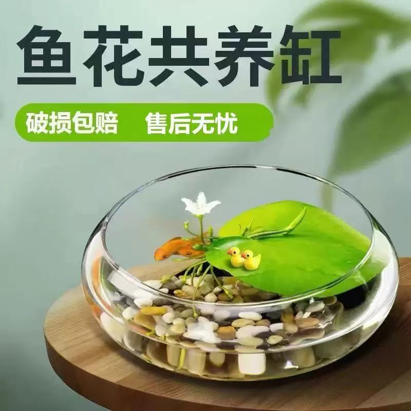 玻璃圆形鱼缸水仙盆铜钱草透明