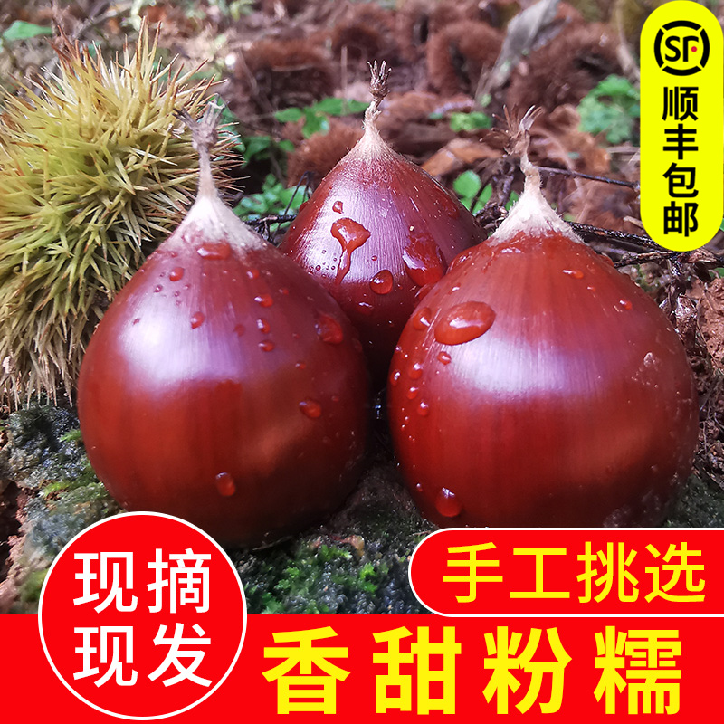 板栗生新鲜栗子建瓯锥栗油栗2021年农家现摘带壳毛栗【顺丰包邮】在类目 水产肉类/新鲜蔬果/熟食, 新鲜蔬菜/蔬菜制品, 新鲜蔬菜, 新鲜板栗中 - 来自Buy2taobao.com提供专业的淘宝代购服务