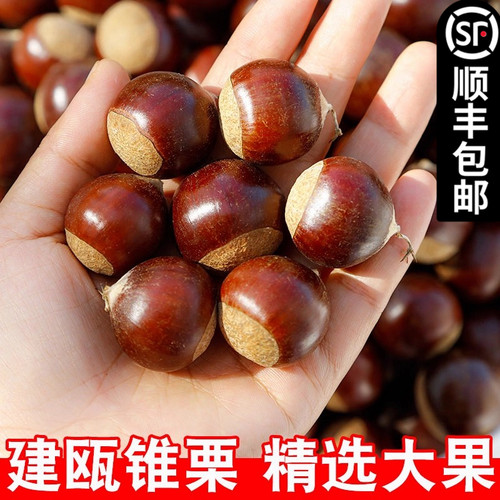 2025年新下树锥栗生新鲜板栗